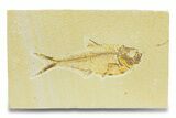 Bargain, Fossil Fish (Diplomystus) - Wyoming #289912-1